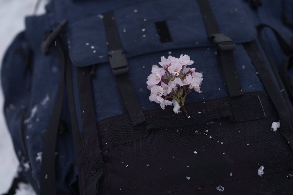 風雪でカメラザックに落ちてきたサクラ。#林明輝写真美術館 #Leofoto林明輝LS284CLin #林明輝KaniFilterセット #ファインダー越しの世界 #キリトリセカイ #ソニーαアカデミー #東京カメラ部 #日本の絶景 #風景写真 #PhotoJapan #photo_travelers #森の瞬間 #美しい景色 #旅と鉄道 #日本の風景