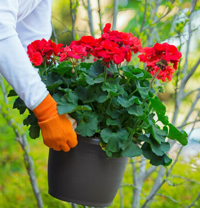 nurserylive's tweet photo. Keep lizards away with popular indoor plants.
#nurserylive #lizardrepellent
Checkout: https://t.co/18Tl83DGgF https://t.co/jv8A5BzKoh