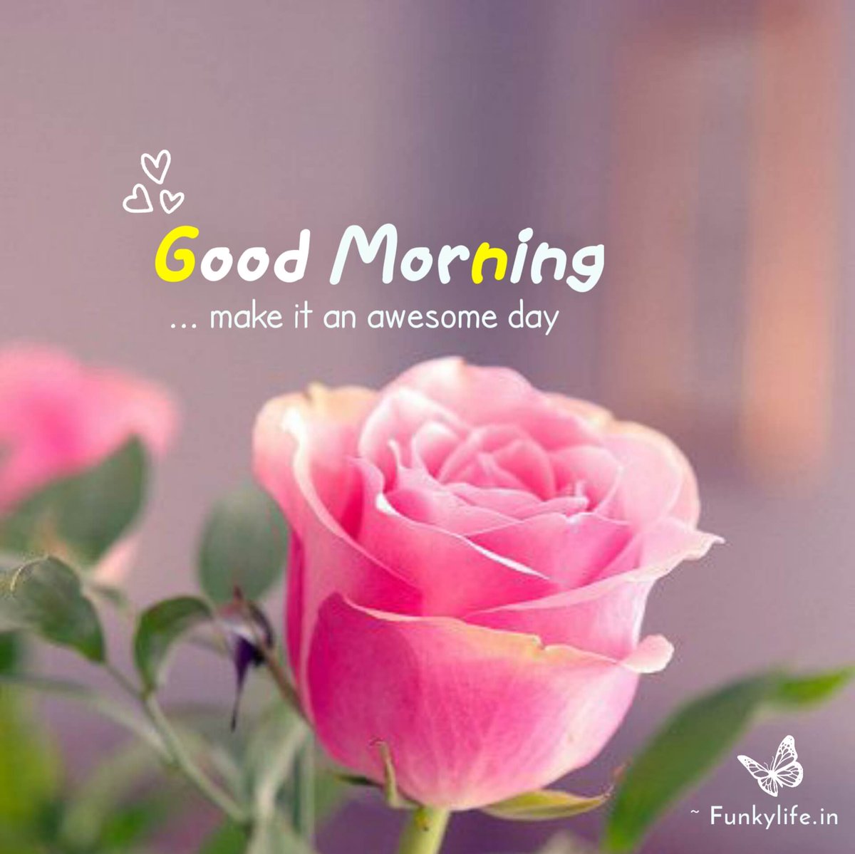Good morning to you all my good friends 🤗🥰