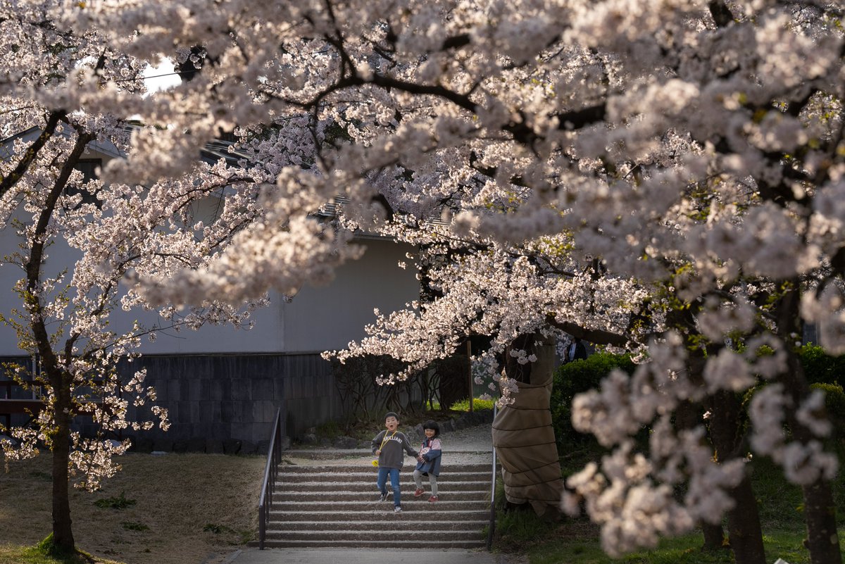 桜にまつわるエピソードを写真とともに紹介する「#桜 ものがたり」。#夜桜 で有名な #新潟 の #高田城趾公園 にまつわる兄妹のお話を執筆＆撮影させて頂きました。取材にご協力頂いたみなさま、ありがとうございました。
 asahi.com/articles/ASR45…