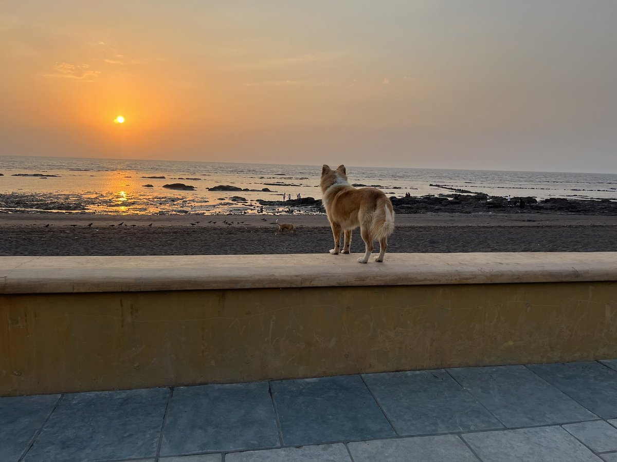 barinder's tweet photo. Caught this beautiful stray dog enjoying the stunning sunset at Devka Beach in Daman last Friday 🐶🌅 #SunsetVibes #daman #DevkaBeach https://t.co/DF1qCTeUus