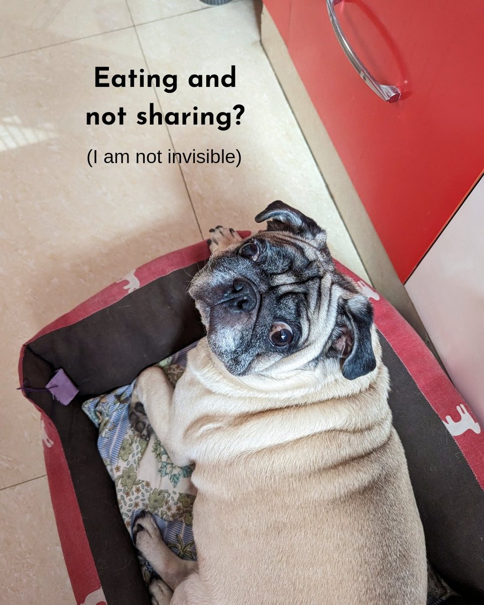 Dogs express in many ways and pugs aren't any different. We use everything like eyes, tail, nose, lips and paws 😜
#pugs #pugsoftwitter #puglover #Pugazh #pugtalk #dogmemes #DogLover #dogtweet #paws #lovedogs #DogsofTwittter #puggy #DogsOnTwitter