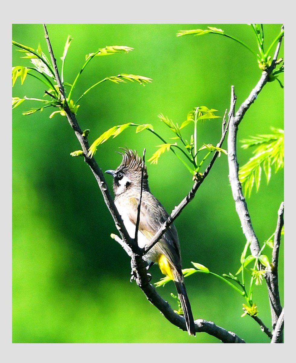 rameshpathania's tweet photo. Himalayan Bulbul: to me all modern hairstyles seem to be inspired from birds : loved the spikes . #hairdo#nature#birds#hollywood#spikyhair#Bulbul https://t.co/vuexgAI09G