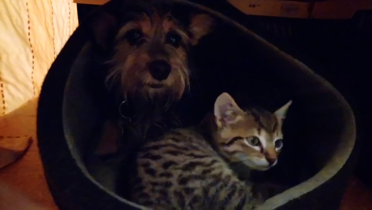 Hortsch2's tweet photo. Irgendwie praktisch, so ein Mini-Hund! https://t.co/SXMoNpO6OM