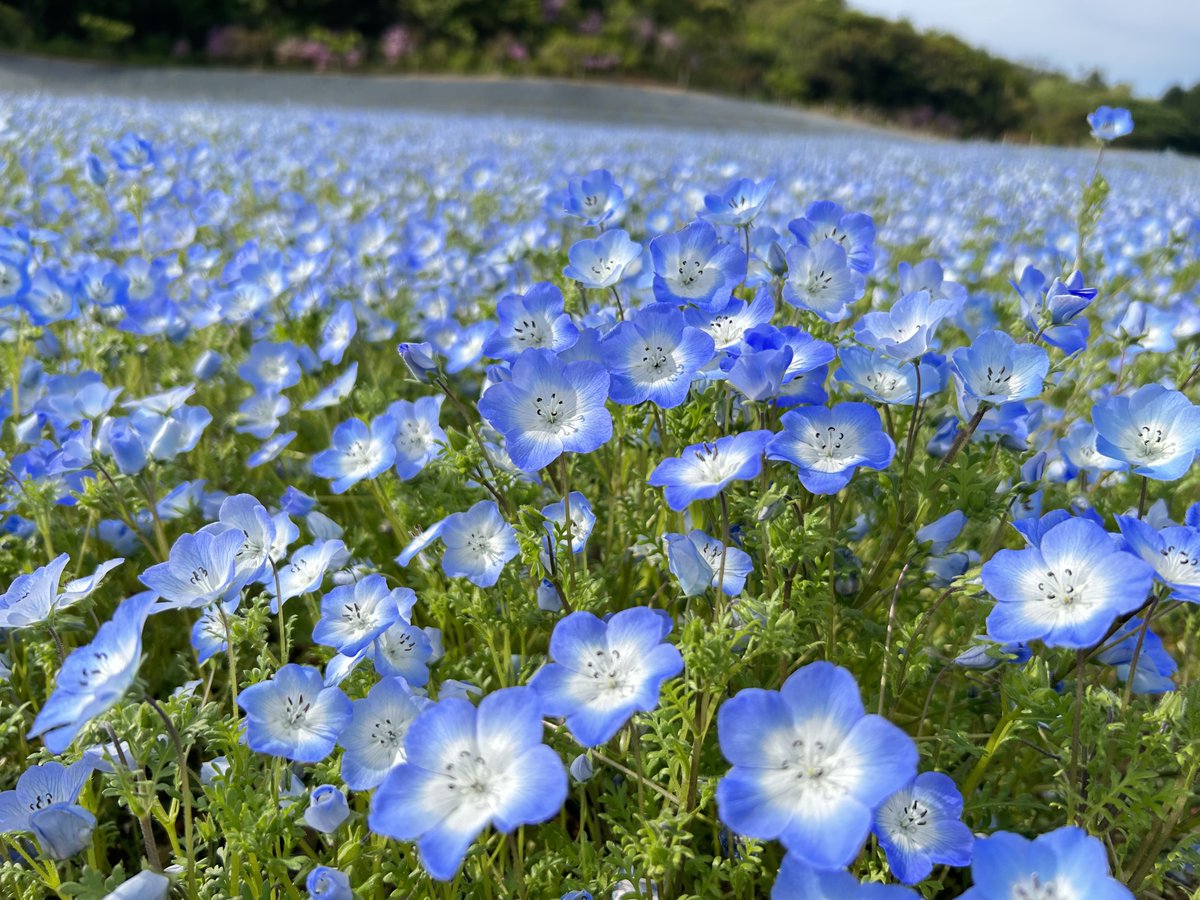 shimacity_en's tweet photo. At #Shima Kanko Garden, #nemophila is in full bloom!
The nemophila cover the hill like a #blue carpet. 💙
There are also props set up in the garden for you to take the best #photo! ☎️📸
Opening period: Until May 7 (Sun) *Subject to change

#flowers #MiePrefecture #JapanTravel https://t.co/GHPzJGESyQ