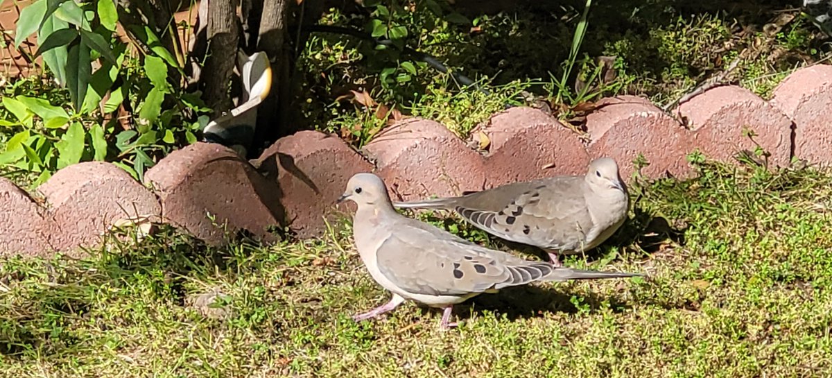 waterskibird's tweet photo. This beautiful pair of lovebirds are sunning in the yard for another year!  #IStandWithUkraine #WomensRights #SaveTheEarth #hiking @dayhikingtrails @AlanWatsonFeat1 #nature #outdoors @POSTLandTrust #NatureBeauty #Naturelover #ducks #TwitterNatureCommunity #WildFlower https://t.co/LzIhXF8z5s