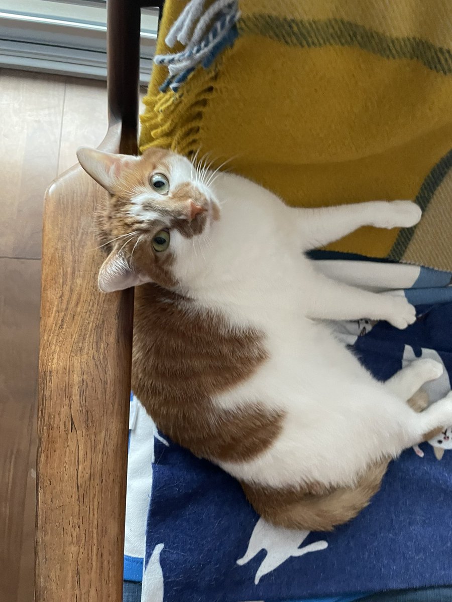 Long time no see.meow!ฅ^•ﻌ•^ฅ♡ 
#cat #tsukushi #japan #meow