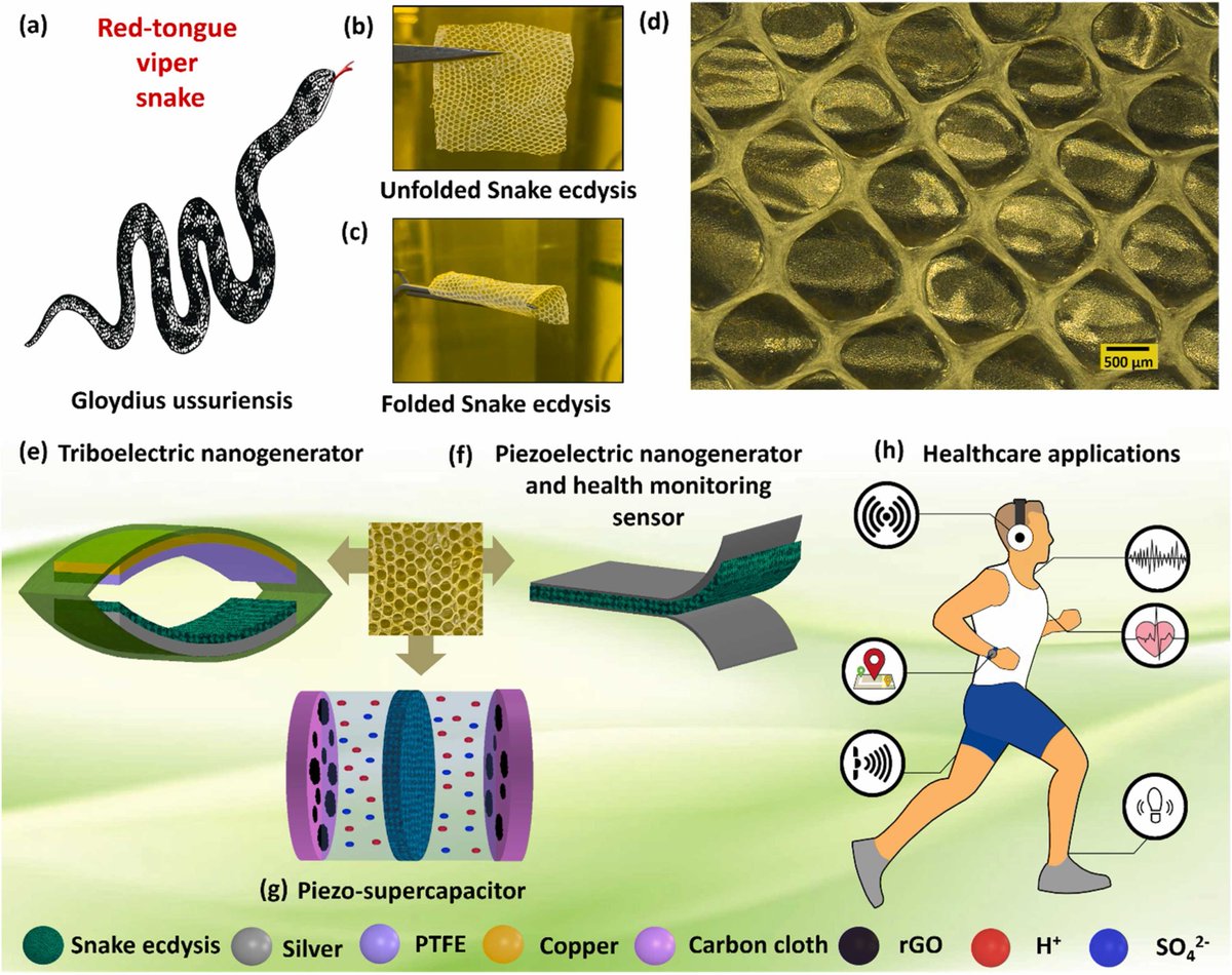 We used keratinized hexagonal patterned snake skin to power speaker, microphone, and speech recognition sensor. Piezoelectric properties of snake-skin plays a critical role. @QUTmaterials. Well done #JordonCosgrove. sciencedirect.com/science/articl…