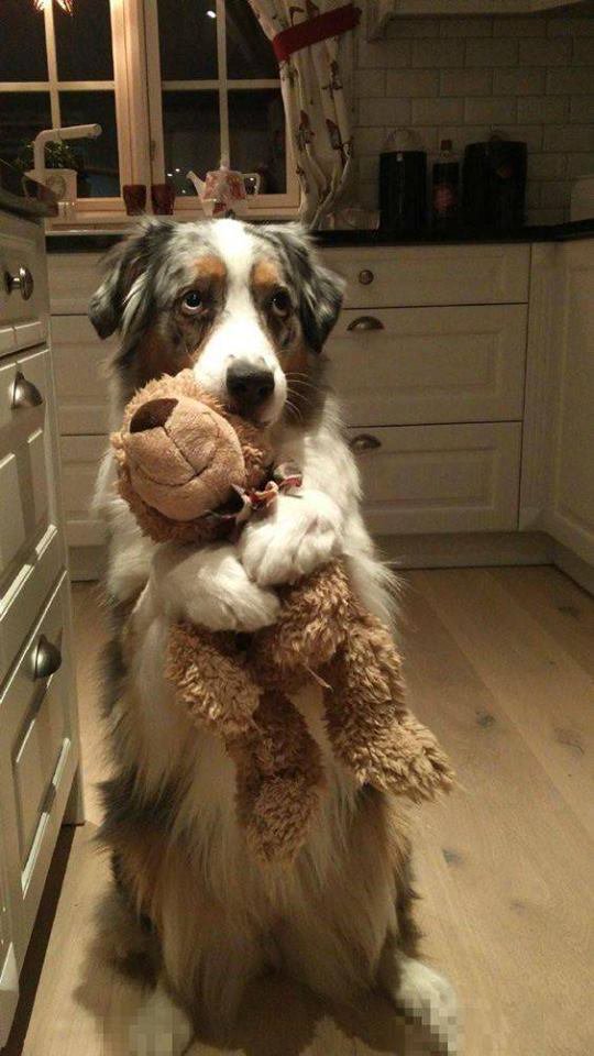 NecesitoUnPerro's tweet photo. Se ve demasiado tierno con su peluche!!😍😍 https://t.co/umq5CFa56I