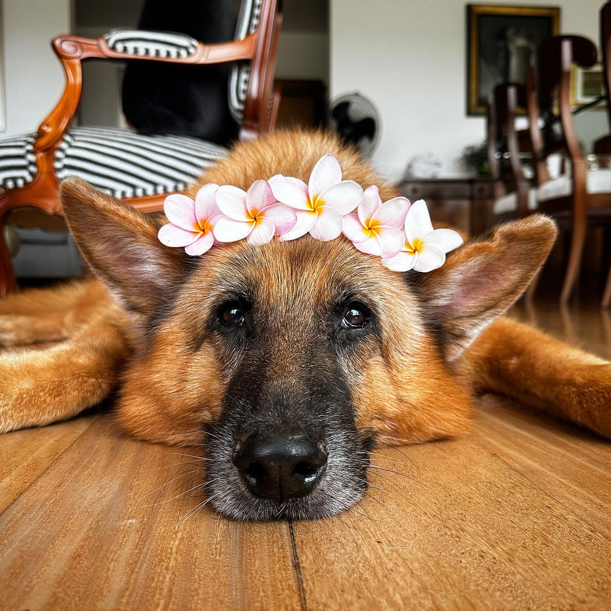 gsdvibes's tweet photo. Follow us to see more
#germanshepherds #gsd #GermanShepherdlovers #DogsofTwittter 
@gsd_lovers_ https://t.co/LKmDRJ8l4X