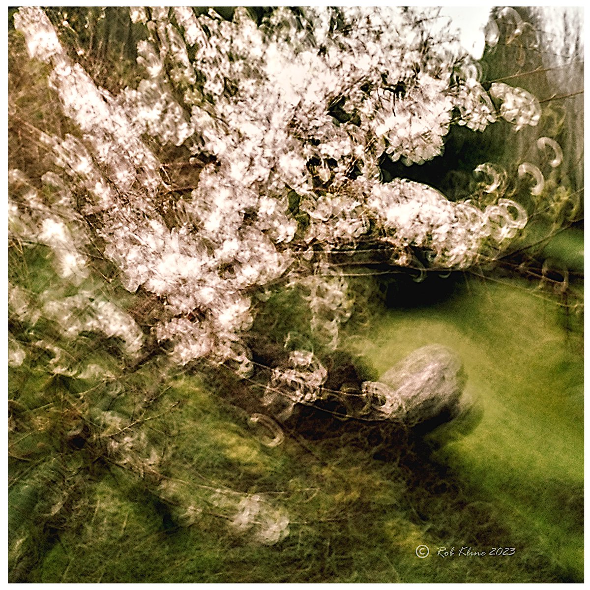 Blossoming bushy tree at the Salt Spring Island performance/visual art center.  #icm #intentionalcameramovement #impressionisticphotography #abstractimpressionism #bluronpurpose #icmphotos