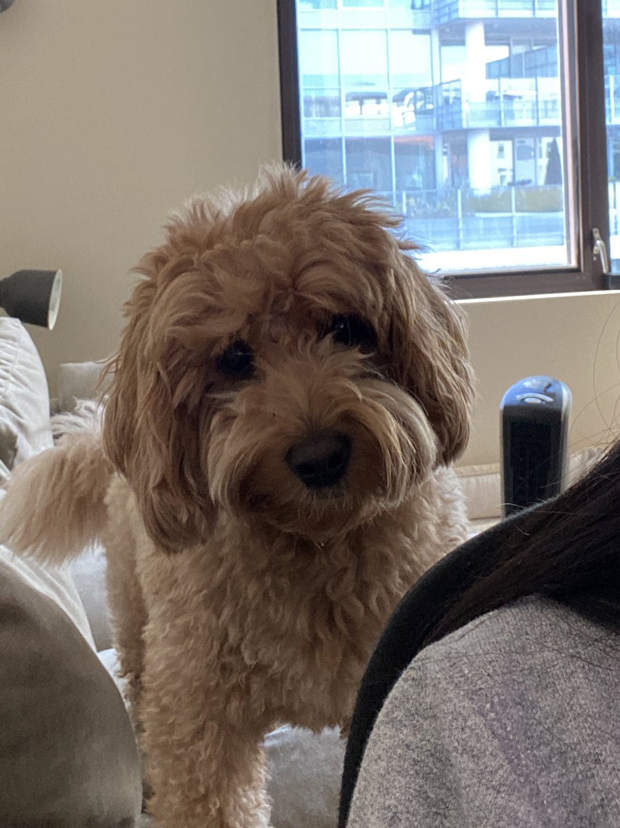 pochidoodle's tweet photo. 背後から犬圧を感じる https://t.co/vseegQqPEy