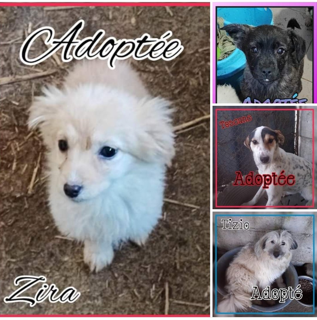 Ce n'est pas une, ni deux, ni trois mais 4 adoptions que nous avons le plaisir de vous annoncer ! 💖

Il s'agit de notre beau duo Tizio et Toscane et des petites Sakura et Zira 

Nous vous remercions tous pour votre aide et vos partages 🙏