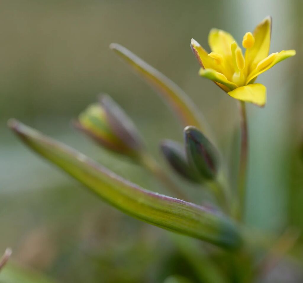 Gagée jaune 
#flowerpower instagr.am/p/Cq9ueosoaMO/