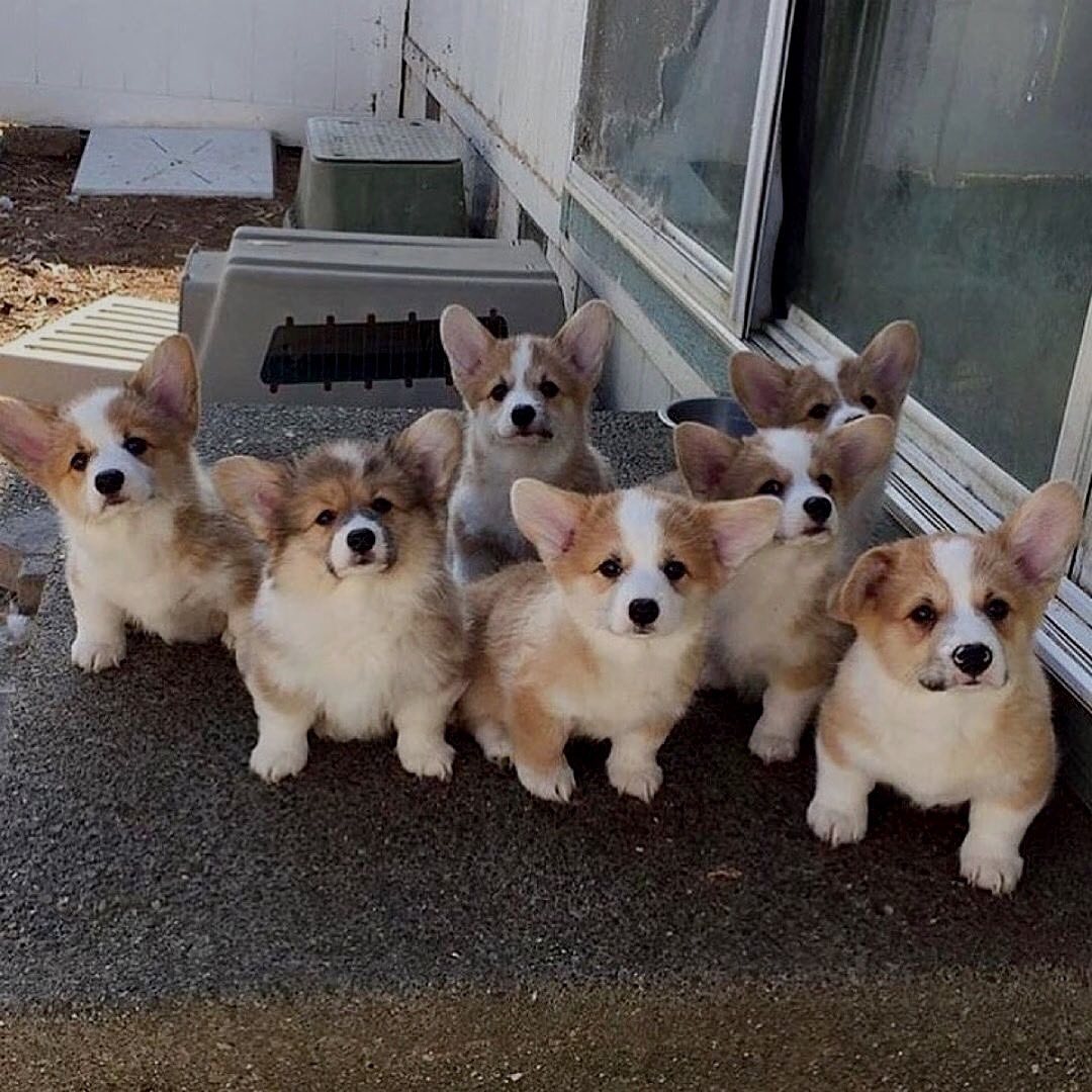 Family photo 😊
#corgi #corgifamily #corgilovers #corgicommunity #corgipuppy