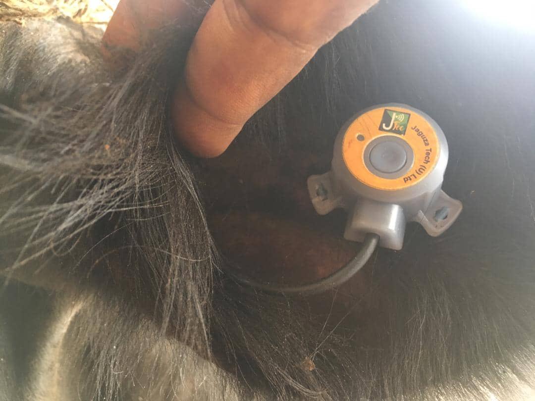 Jaguza Livestock 🇺🇬 tweet media