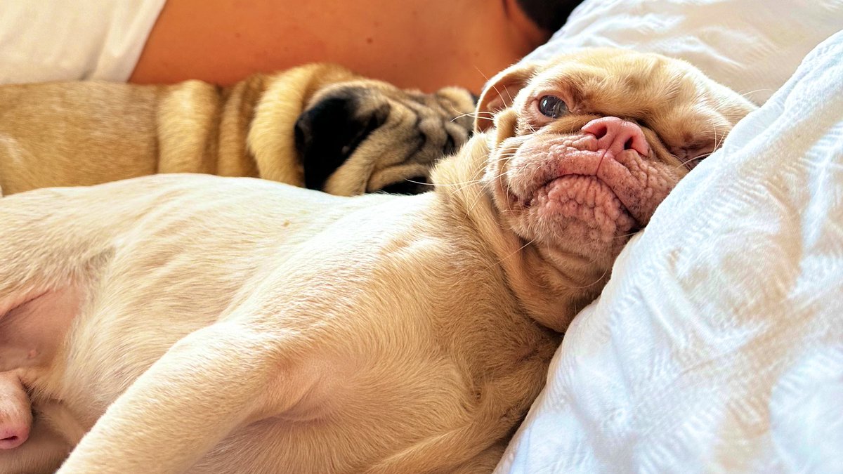 Does Gizmo look ready for a day at CuppaPug? 😂 #pug #pugcafe #dogcafe