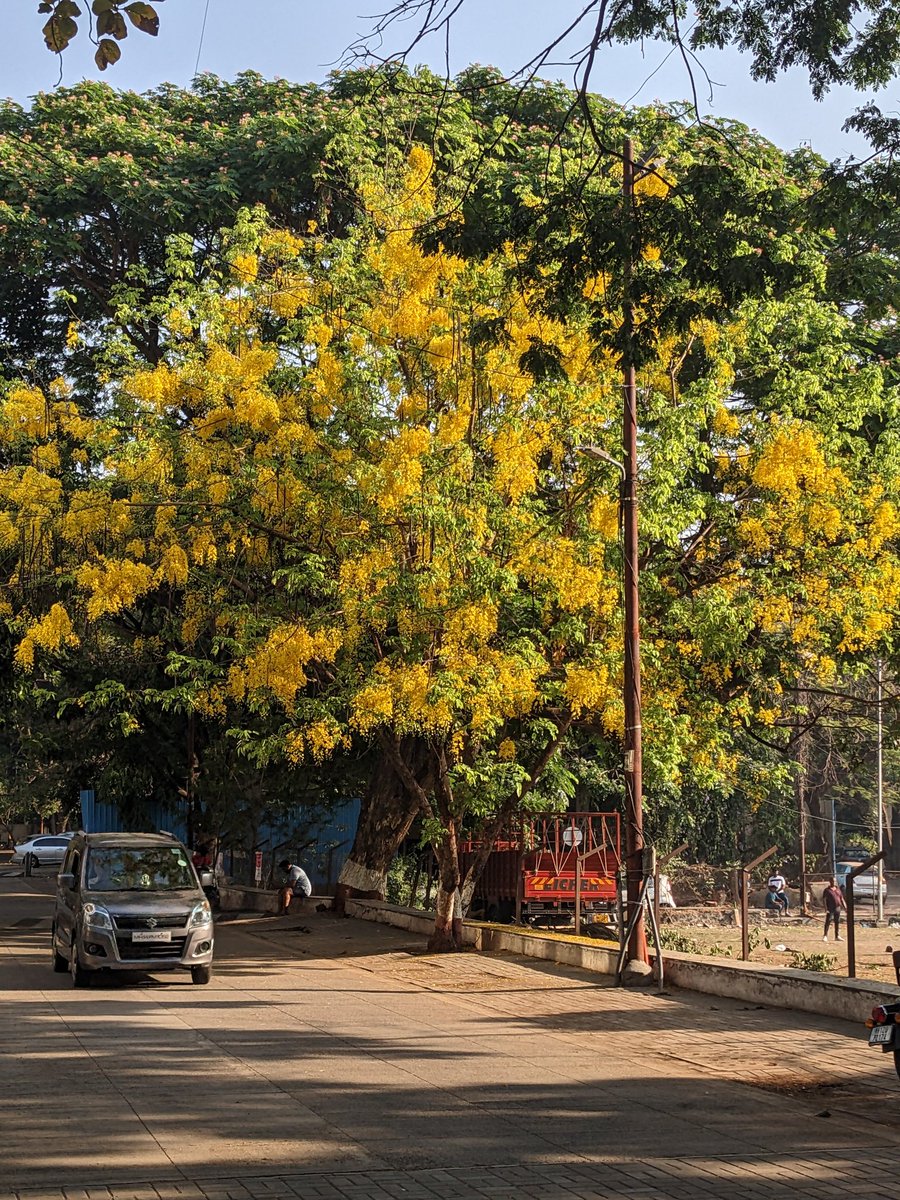 Amrita_Phatak's tweet photo. This tree brightens up my day! 💛☀️ #bahava https://t.co/PH49WPh3J0
