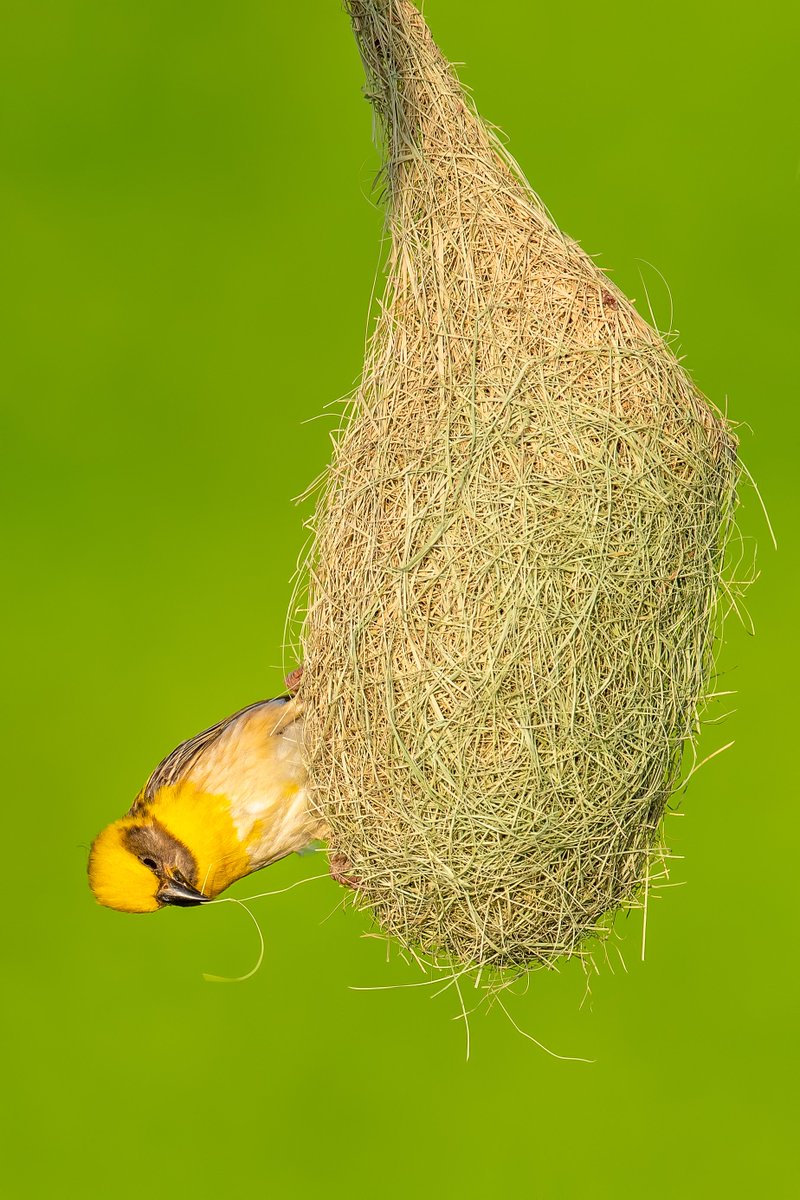 ZahranCR's tweet photo. The Architect that never goes to school  !

Baya weaver at Head works of Baloki, Punjab https://t.co/hTqIRhkWlf