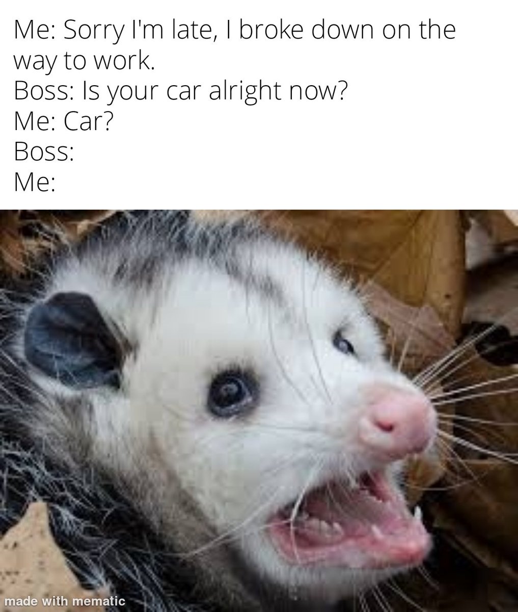 adelpreore's tweet photo. Long overdue #PossumDrop https://t.co/dtpQJ2kayc