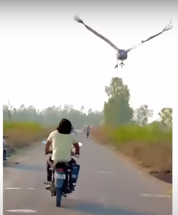 sameerbaghela's tweet photo. #azadii #nozooplease #pleasesir🙏🙏😢
udne do muje khuli hawa main ye mera hakk hai.
it's my right to fly in the open air.
@PMOIndia  @myogioffice 
@myogiadityanath https://t.co/KfirdKdkhY