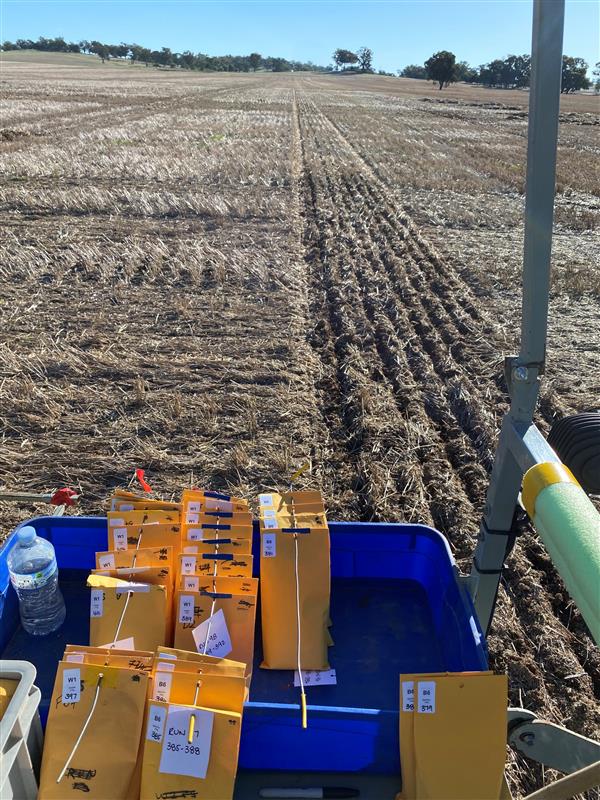 FAR Australia tweet media