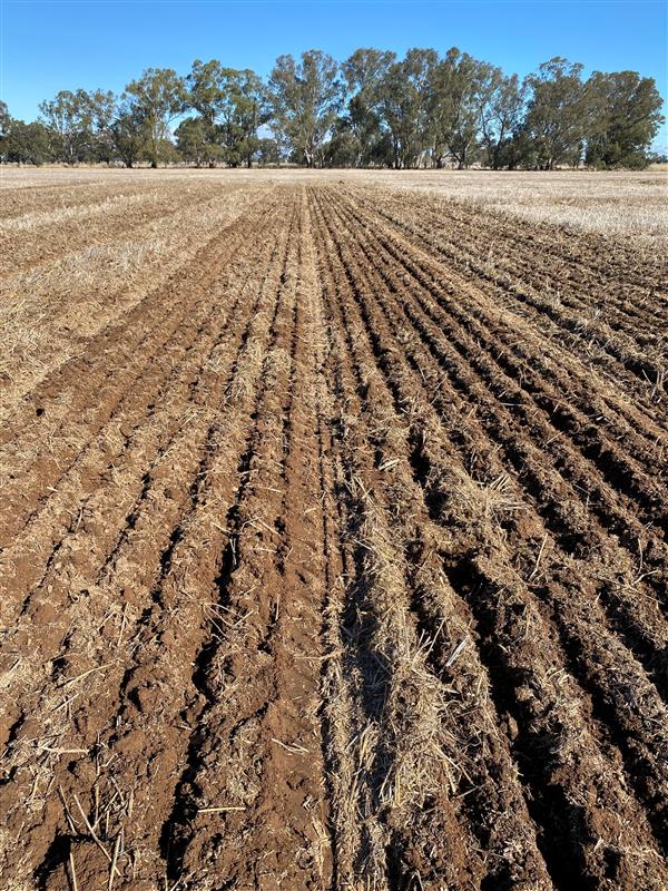 First plots for 2023 are in the ground at our Bundalong site. A trial which will look at techniques into managing frost risk in wheat and barley <a href="/theGRDC/">GRDC</a>