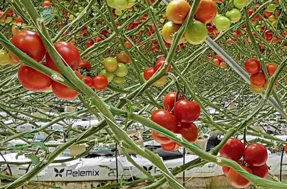 Pelemix ofrece una línea de productos de #fibradecoco para satisfacer los requisitos de los #productores 👨‍🌾 (condiciones climáticas, diferentes tipos de #invernaderos, calidad del agua, etc.). 
pelemix.com/our-products/c…