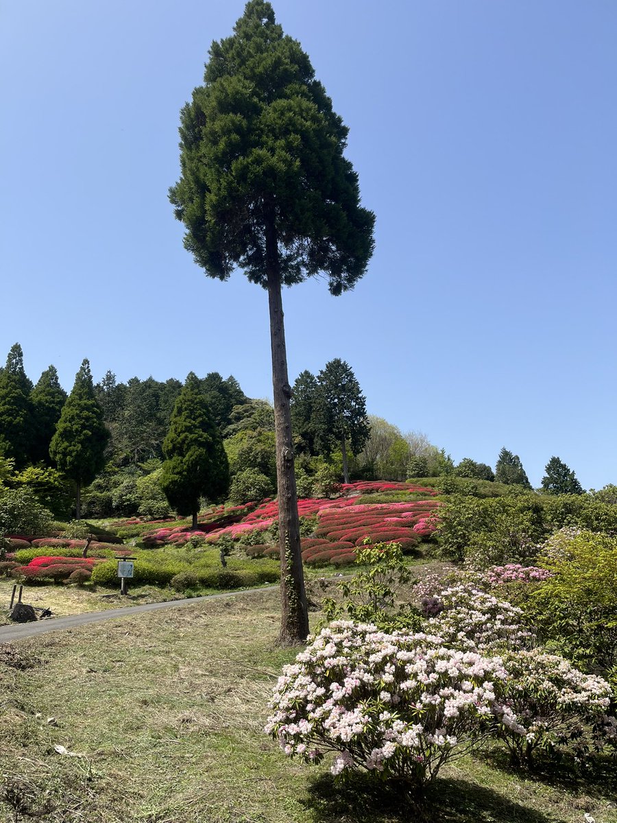 setubiyatetsuo's tweet photo. 八女の黒木の大藤を見て、グリーンピア八女をまわって帰って来ました。
藤の花は、まだこれからかなぁ🤔。
#黒木の大藤 https://t.co/Xm2BCj6f8V
