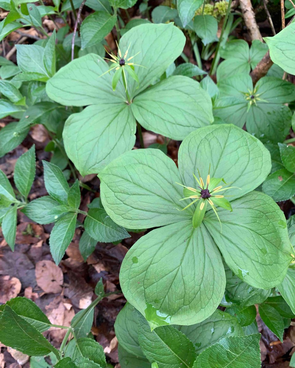 ETUKtraining's tweet photo. How many of these ancient woodland indicator species can you recognise? If you're needing some help - check out our latest video on the Ecology Training UK YouTube channel! We still have some spaces on our face-to-face beginners botany courses this year. 

 #Botany https://t.co/U2boDyprFF
