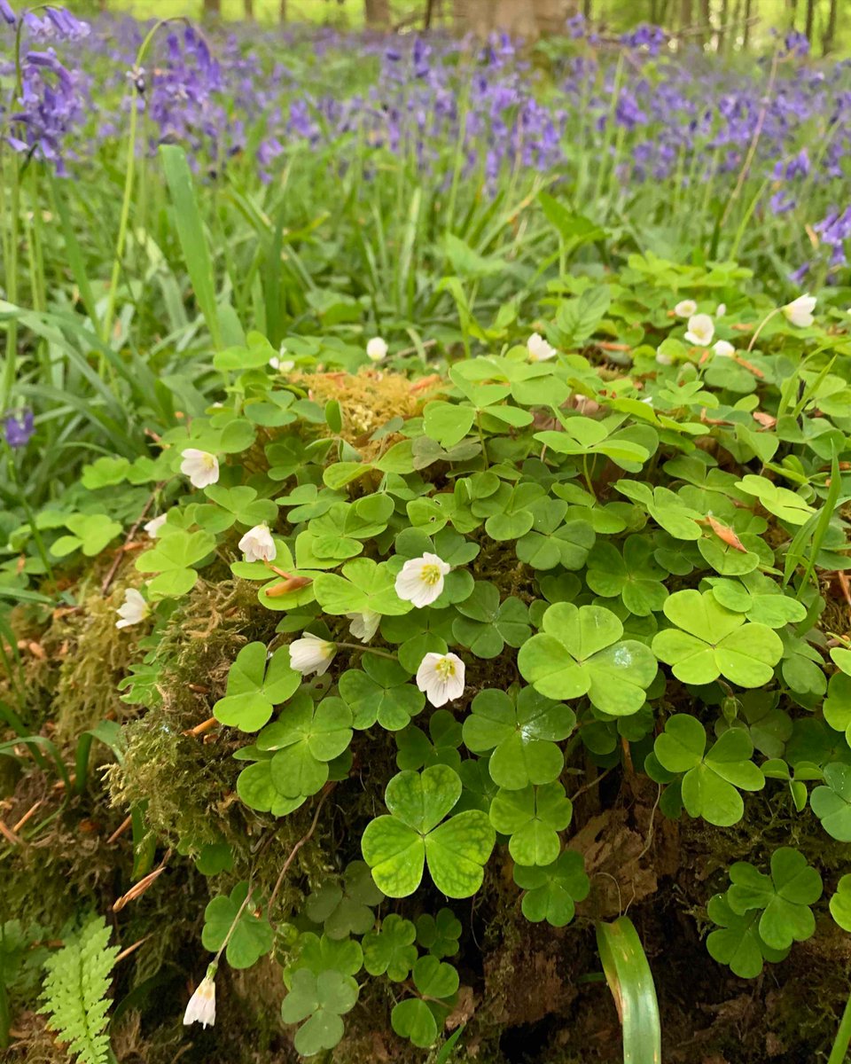 ETUKtraining's tweet photo. How many of these ancient woodland indicator species can you recognise? If you're needing some help - check out our latest video on the Ecology Training UK YouTube channel! We still have some spaces on our face-to-face beginners botany courses this year. 

 #Botany https://t.co/U2boDyprFF