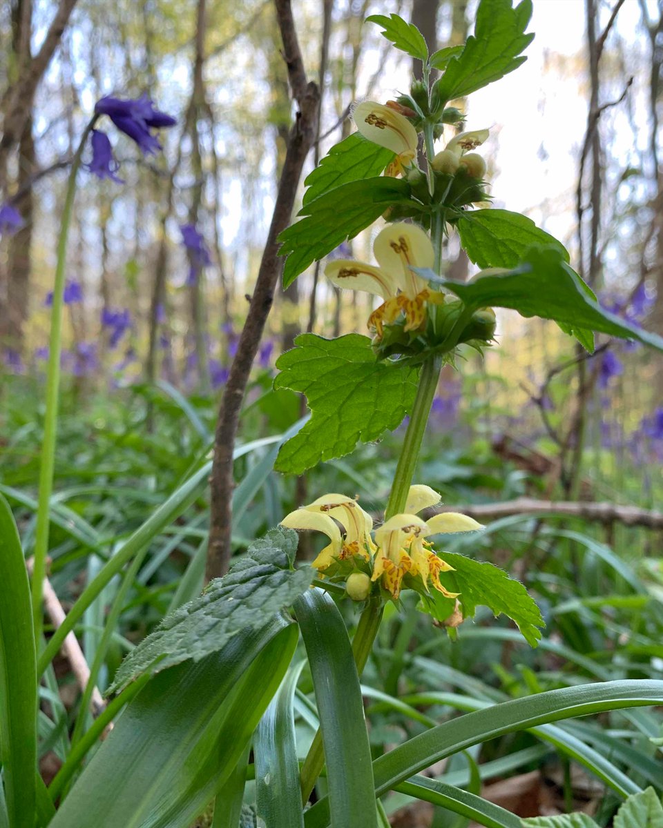ETUKtraining's tweet photo. How many of these ancient woodland indicator species can you recognise? If you're needing some help - check out our latest video on the Ecology Training UK YouTube channel! We still have some spaces on our face-to-face beginners botany courses this year. 

 #Botany https://t.co/U2boDyprFF