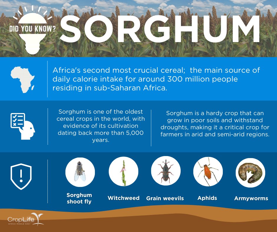 CropLife Africa Middle East tweet media