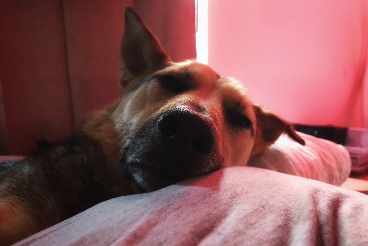 Daphna & Dobby tweet media