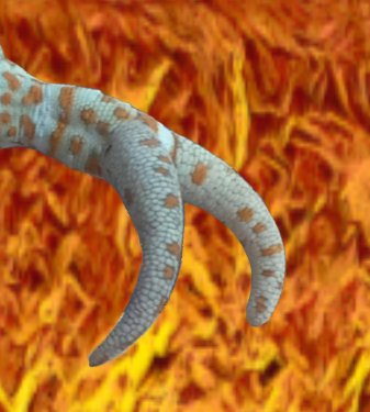jevri_renoult's tweet photo. Two Tail Gecko
#Gecko https://t.co/lggyDwGom3