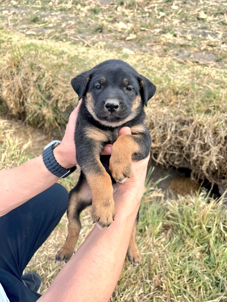 FundacionToby's tweet photo. Estos bebés y su mamá viven en un hoyo en la tierra en un terreno baldío, son 12 aproximadamente, podemos recibir algunos pero no tenemos mas casitas para todos 🥲 alguien que nos lea que pueda ayudarnos con hogar temporal? 🙏 https://t.co/TsbnjJ4HaE