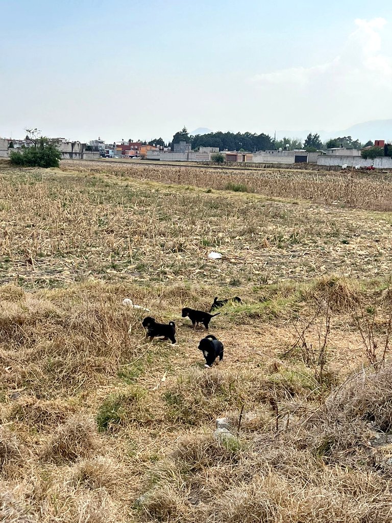 FundacionToby's tweet photo. Estos bebés y su mamá viven en un hoyo en la tierra en un terreno baldío, son 12 aproximadamente, podemos recibir algunos pero no tenemos mas casitas para todos 🥲 alguien que nos lea que pueda ayudarnos con hogar temporal? 🙏 https://t.co/TsbnjJ4HaE