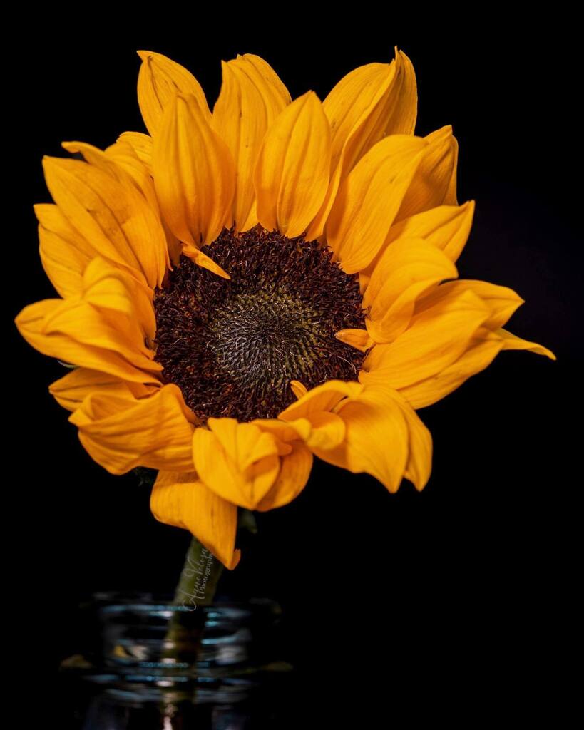 AnneVelosa's tweet photo. One day I’ll add sunflowers to our yard.
.
.
.

#thankful 
#flowers  #flower #flowersofinstagram #flowerstagram #allkindsofflowers
 #flowerphotography #flowerphoto
#plants #plantphoto #allkindsofplants  #all_beauty_flowers 
#flowersandmacro #macroandflower #macroandflora 
#m… https://t.co/7vWhptA9A0