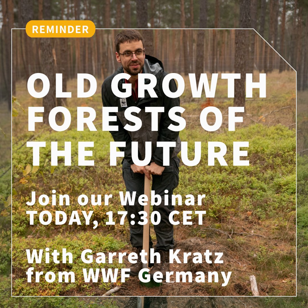 🌳🌲 Old growth forests of the Future 🌳🌲
We are talking to Garreth Kratz, Protected Areas Manager at WWF Germany to find out how he works on replacing monocultures with resilient and ecologically valuable forests. 
👉 TODAY 17:30
👉 Register here: zoom.us/meeting/regist…