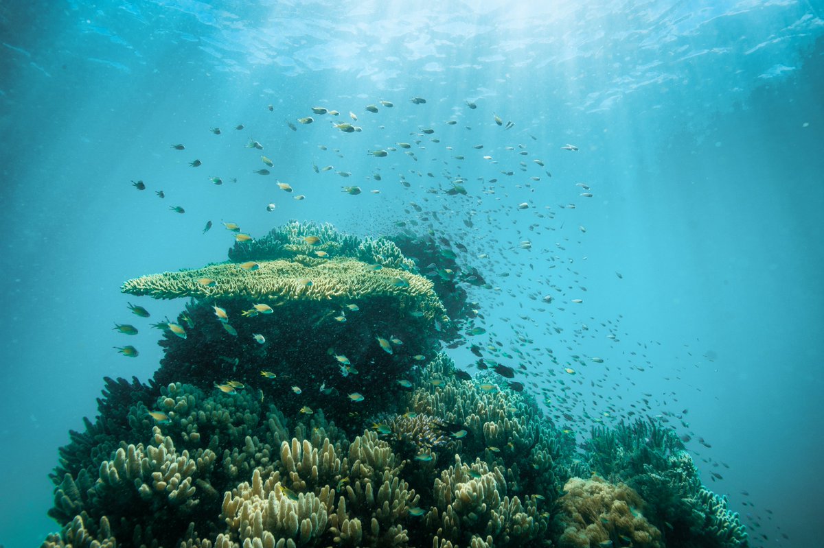 wwf_mada's tweet image. @BlueActionFund project in Nosy Ve Androka will:
👉address threats from the land that affect the downstream marine ecosystems
👉restore degraded watersheds, preserve coral reefs &amp;amp; ecosystems with high biodiversity
👉strengthen participatory co-management of the biosphere reserve