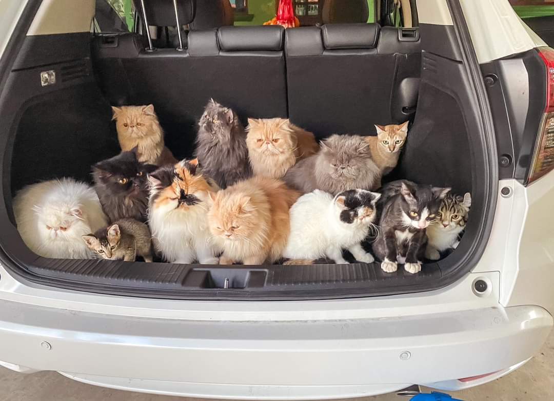 lumhaearom's tweet image. 😻Cr.: Mamicat

#credittoowner #mamicat #cute #lovely #adorable