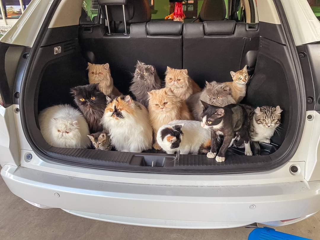 lumhaearom's tweet image. 😻Cr.: Mamicat

#credittoowner #mamicat #cute #lovely #adorable