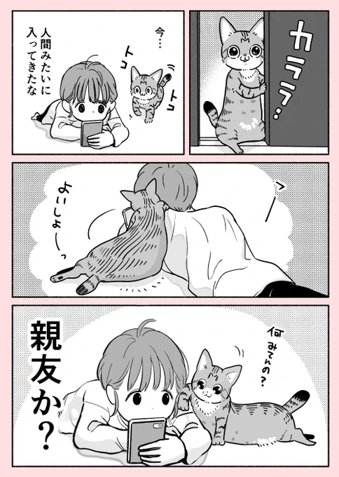 #これでフォロワー増えました  ねこちゃんの落ち着いた絡み方に余裕を感じる