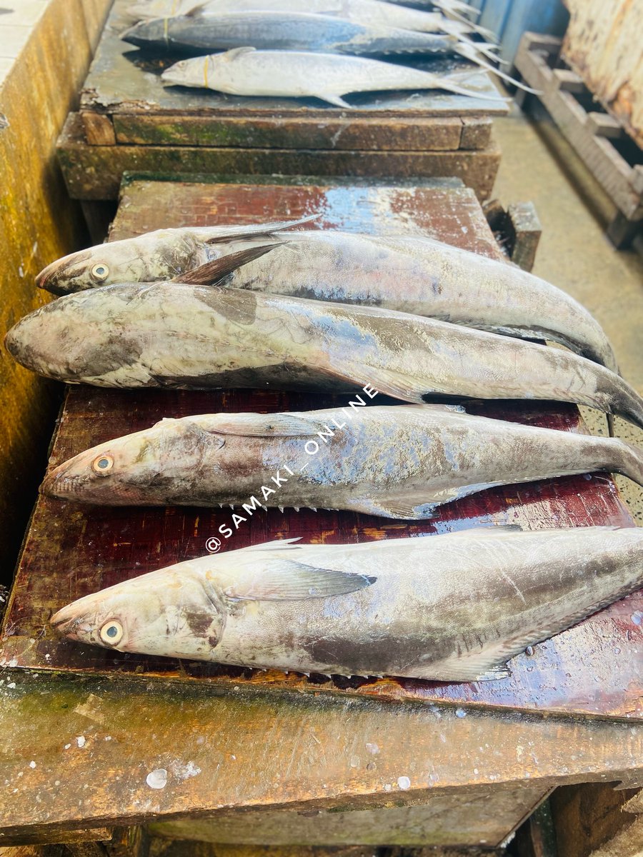 SamakiOnline's tweet photo. SONGORO/QUEEN FISH.
Bei Tsh 15,000 kwa kilo.
Moja ya samaki safi,mzuri kwa matumizi yote|mishikaki,pilau n.k..
#seafood #samakionline #songoro #queenfish https://t.co/OE9OgVNDlp
