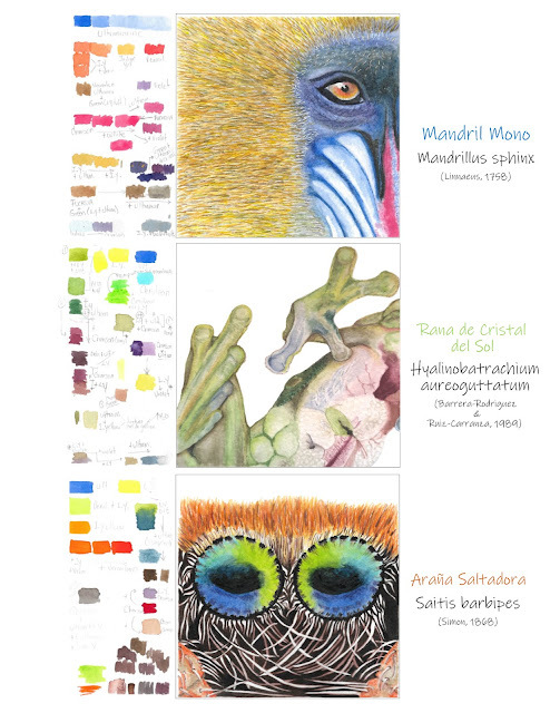 ICAcademia's tweet photo. Proyecto #cursoillustraciencia Claudia Castillo-Ayala - Texturas en Acuarela - Ilustra Acuarela https://t.co/hU1XM2Qs8Y #ilustracioncientifica https://t.co/1mCAfJVTR1