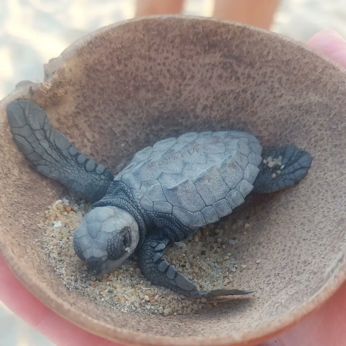 daveandbecca's tweet photo. #Mexico! Wow!

We spent 12 weeks exploring this amazing country. Too many highlights to share in one post!
🌮 Oh my goodness, the food
🐢 The nature
🏖 The beautiful beaches 
🙋🏽‍♂️ The super friendly people
⏳️ The Aztec &amp; Mayan history 
⛰️ The landscapes
🎨 The colours
#Travel https://t.co/gflfBm04wA