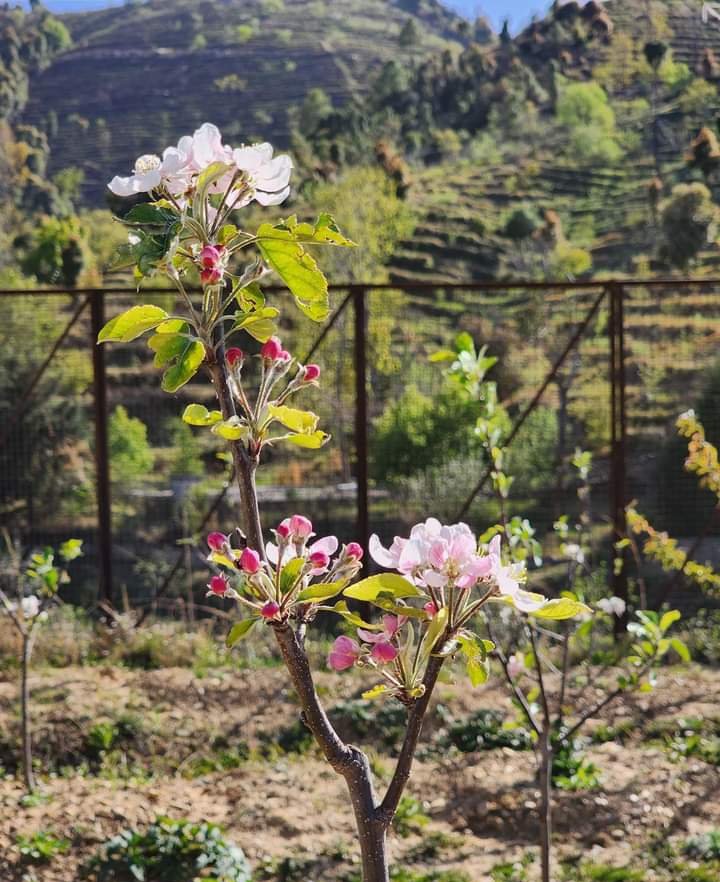 Apple Flower at Satbunga

Mukteshwar... Uttrakhand

#BloomBell #FLOWERchallenge #Flowers

#environmental #natgeoindia #ThePhotoHour #BBCWildlifePOTD #NatureGuardian  #NatureBeauty