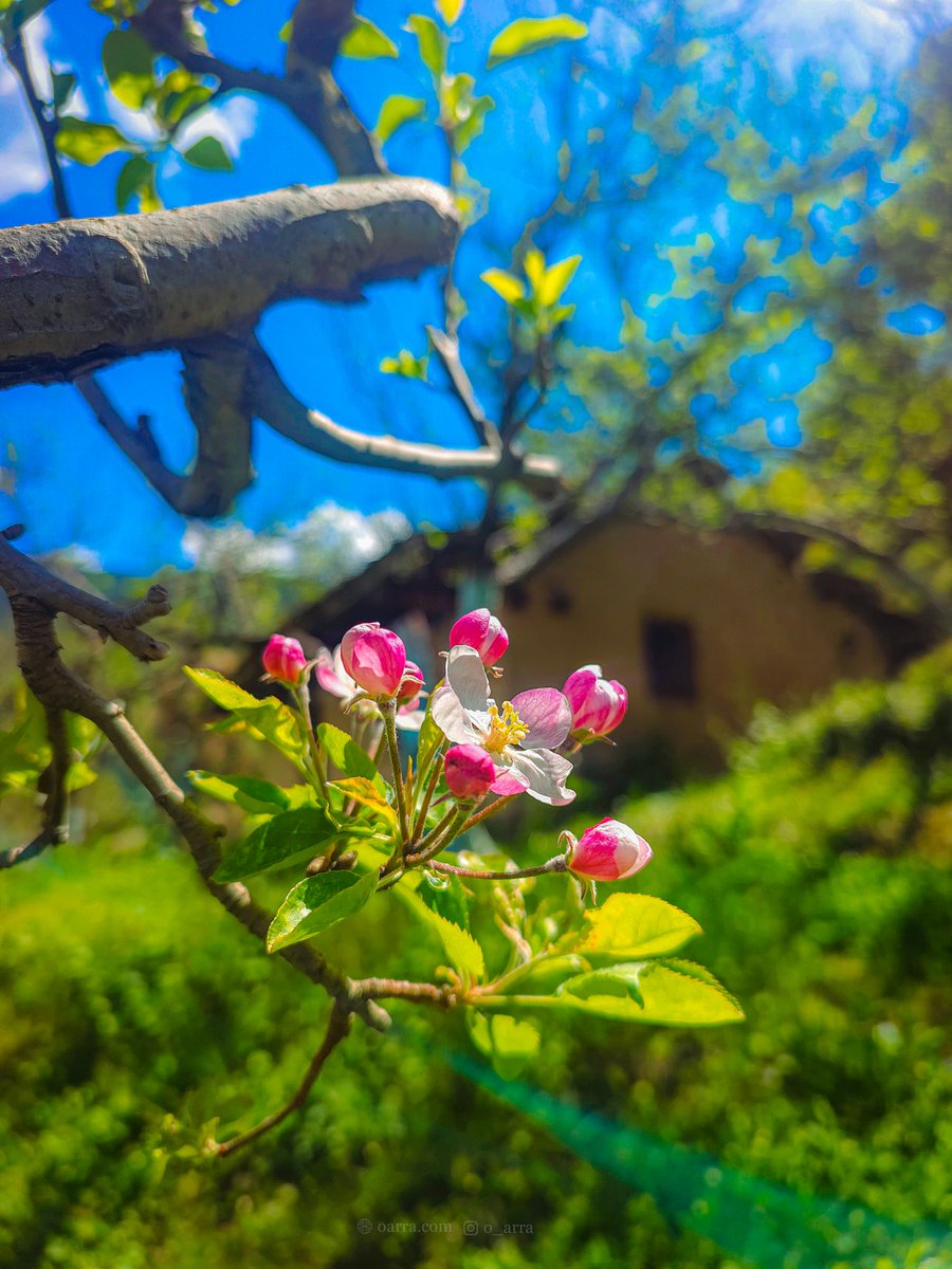 Blooming 🌺
#bloom #kotkhai #orchards #apple #appletree #appleflower #shimla #summers #spring #sky #blue #nature #farms #thursdayvibes