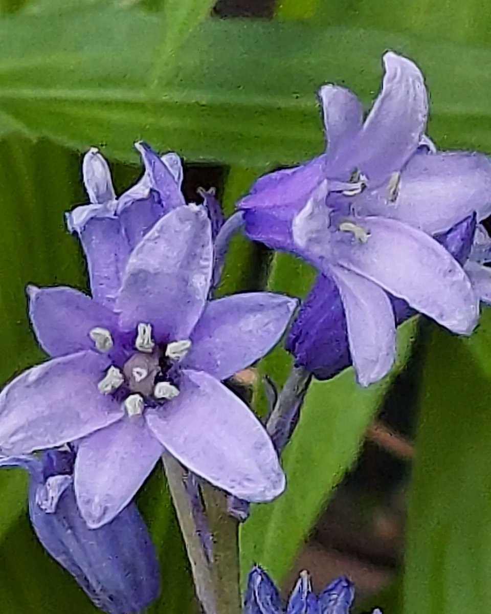 yzbekO's tweet photo. 🏵️ シラー・カンパニュラータ 🏵️
青い吊り鐘型 ♪
場所���良かった ♪♪
少しずつ増えて ♪♪♪
・
#花 #Flower
#シラーカンパニュラータ
#ツリガネズイセン
#釣鐘水仙
#キジカクシ科ツリガネズイセン属
#HyacinthoidesHispanica
#HyacinthoidesNonScripta
#Flowerphoto
#Macrophoto https://t.co/BJgiXhJfVH