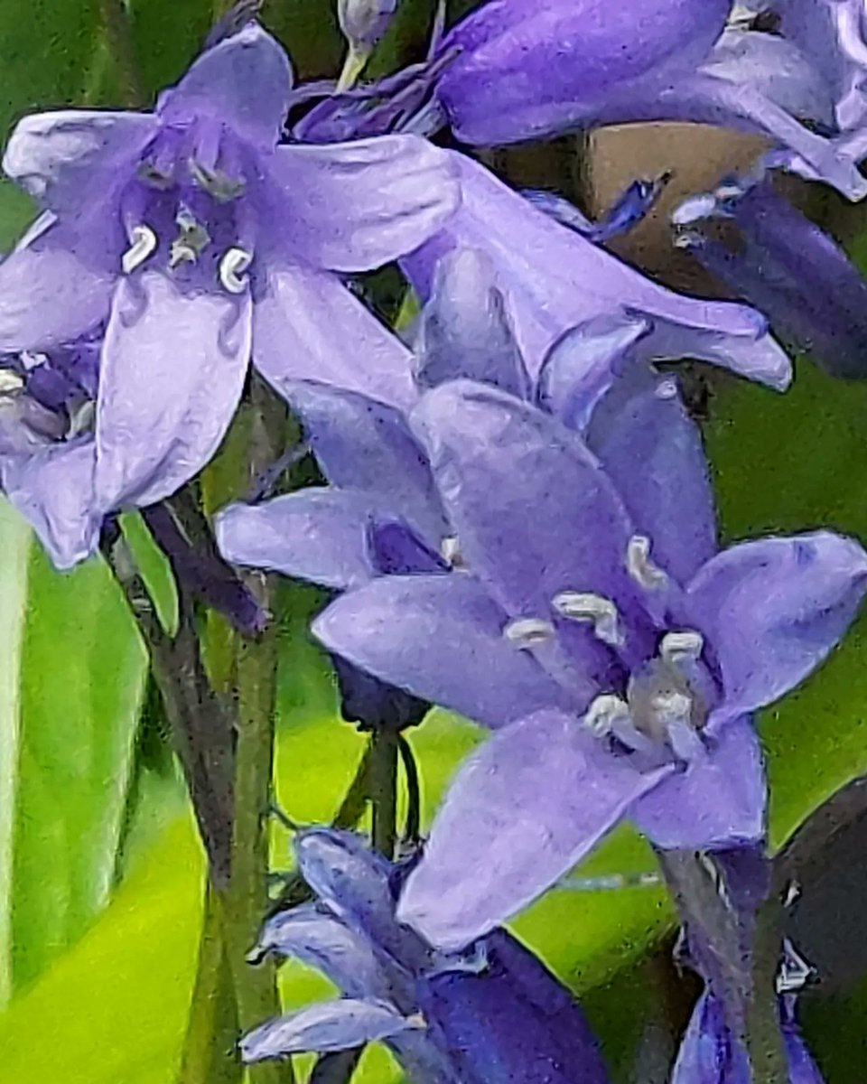 yzbekO's tweet photo. 🏵️ シラー・カンパニュラータ 🏵️
青い吊り鐘型 ♪
場所���良かった ♪♪
少しずつ増えて ♪♪♪
・
#花 #Flower
#シラーカンパニュラータ
#ツリガネズイセン
#釣鐘水仙
#キジカクシ科ツリガネズイセン属
#HyacinthoidesHispanica
#HyacinthoidesNonScripta
#Flowerphoto
#Macrophoto https://t.co/BJgiXhJfVH